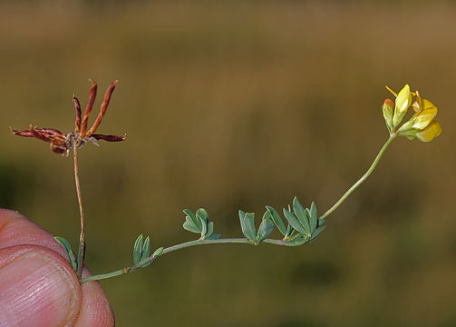 Image of Common Bird's-foot-trefoil