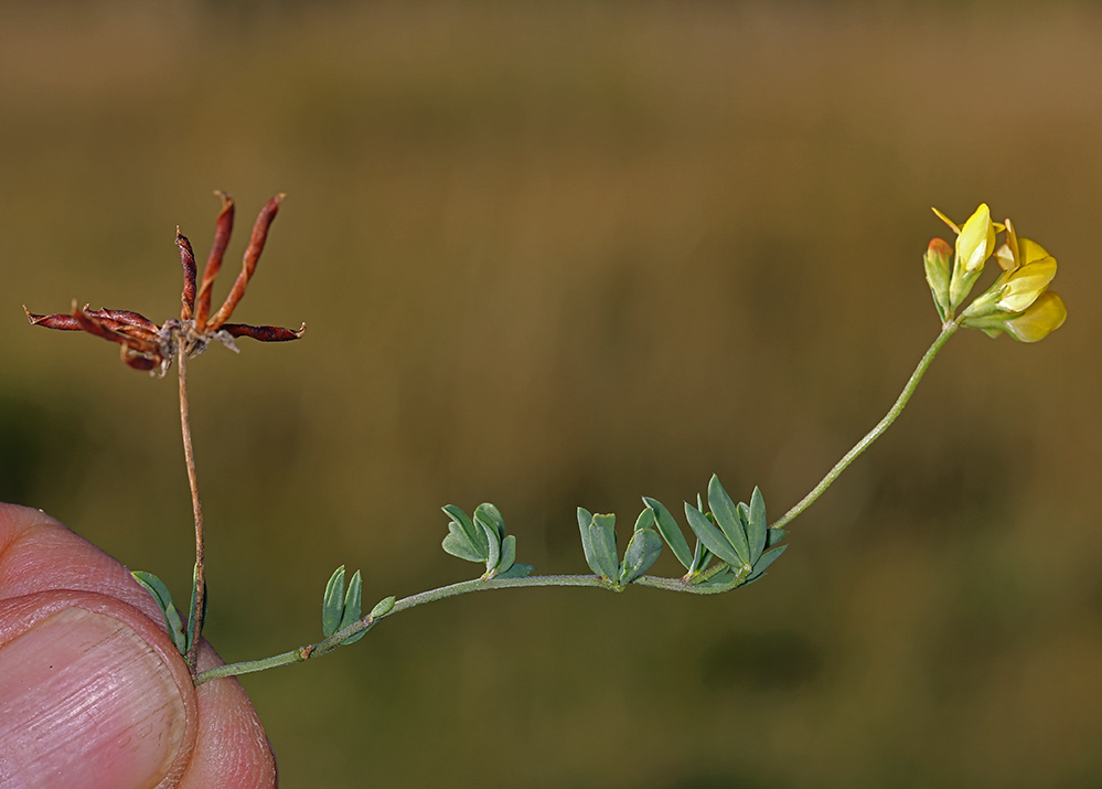 Image de lotier corniculé