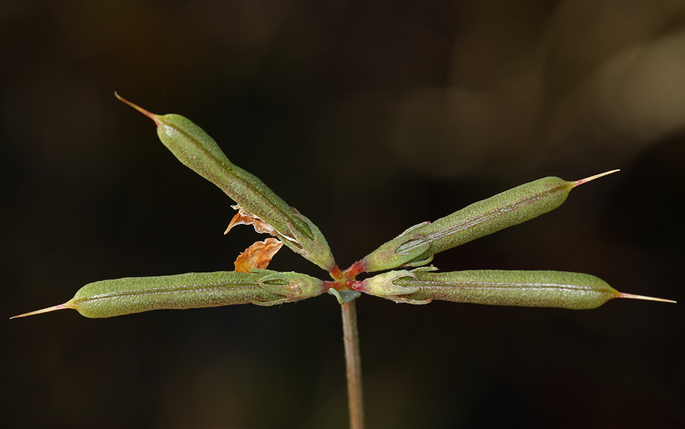 Image de lotier corniculé