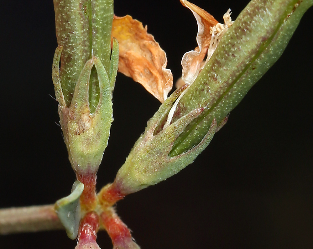 Image of Common Bird's-foot-trefoil