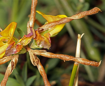 Image of Common Bird's-foot-trefoil