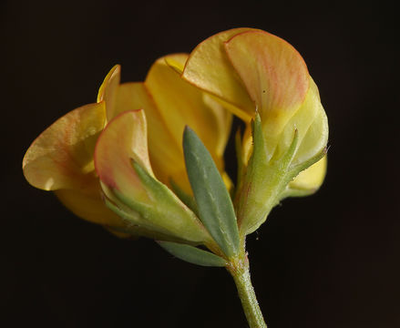 Imagem de Lotus corniculatus L.