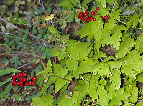 Imagem de Actaea rubra (Ait.) Willd.