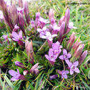 صورة Gentianella columnae (Ten.) J. Holub