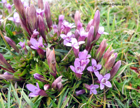 صورة Gentianella columnae (Ten.) J. Holub