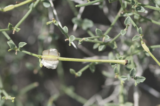 Image of littleleaf moonpod