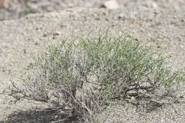 Acleisanthes parvifolia (Torrey) R. A. Levin resmi