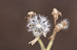 Слика од Psathyrotopsis scaposa (A. Gray) H. Rob.