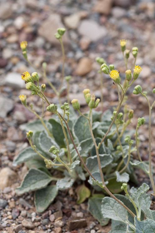 Слика од Psathyrotopsis scaposa (A. Gray) H. Rob.