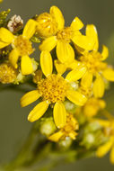 Image of prairie broomweed