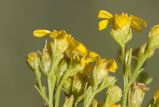 Image of prairie broomweed