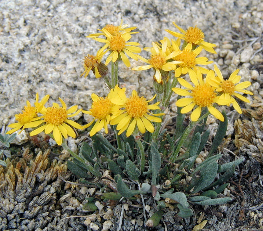 Sivun Packera werneriifolia (A. Gray) W. A. Weber & Á. Löve kuva