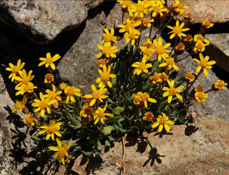 Image of hoary groundsel