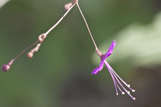 Image of wineflower