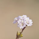 Boerhavia triquetra var. intermedia (M. E. Jones) Spellenb. resmi