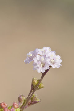 Image de Boerhavia triquetra var. intermedia (M. E. Jones) Spellenb.