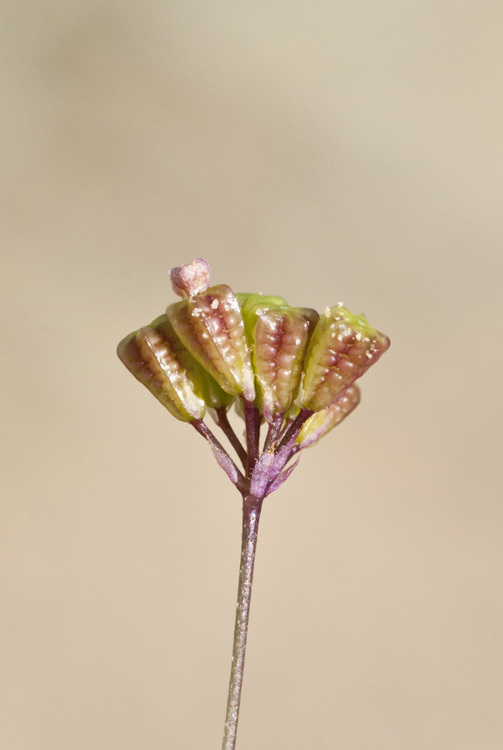 Imagem de Boerhavia triquetra var. intermedia (M. E. Jones) Spellenb.