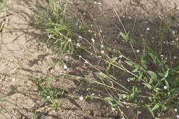 Imagem de Boerhavia triquetra var. intermedia (M. E. Jones) Spellenb.