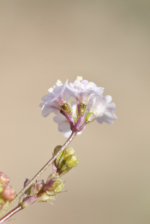 Imagem de Boerhavia triquetra var. intermedia (M. E. Jones) Spellenb.