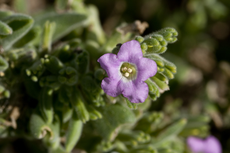 Image of Havard's fiddleleaf