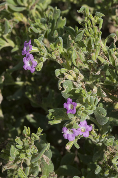 Image of Havard's fiddleleaf