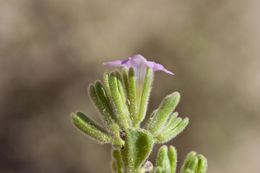 Image of Havard's fiddleleaf