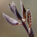 Image of cushion draba