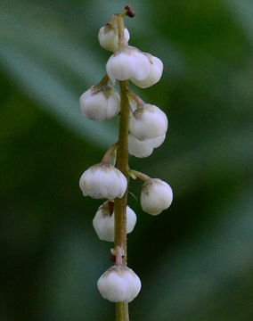 Image of common wintergreen