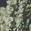 Image of mound saltbush