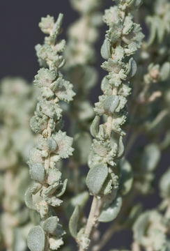 Image of mound saltbush