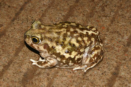 Image of Couch's Spadefoot