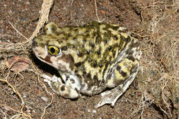 Image of Couch's Spadefoot