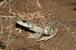 Plancia ëd Anaxyrus punctatus (Baird & Girard 1852)