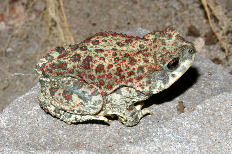 Plancia ëd Anaxyrus punctatus (Baird & Girard 1852)