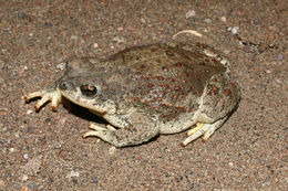 صورة Anaxyrus punctatus (Baird & Girard 1852)