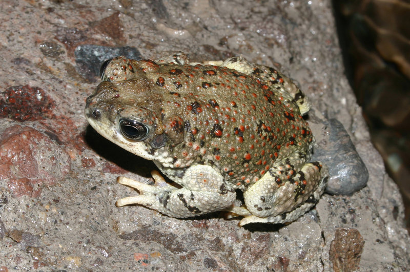 صورة Anaxyrus punctatus (Baird & Girard 1852)