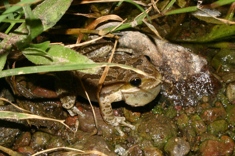 Image of Northern Pacific Treefrog