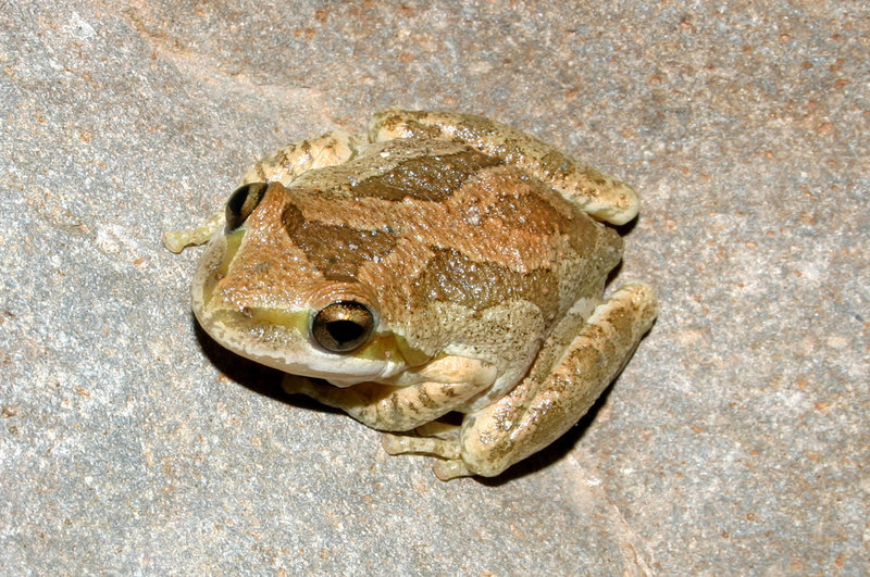 Image of Northern Pacific Treefrog