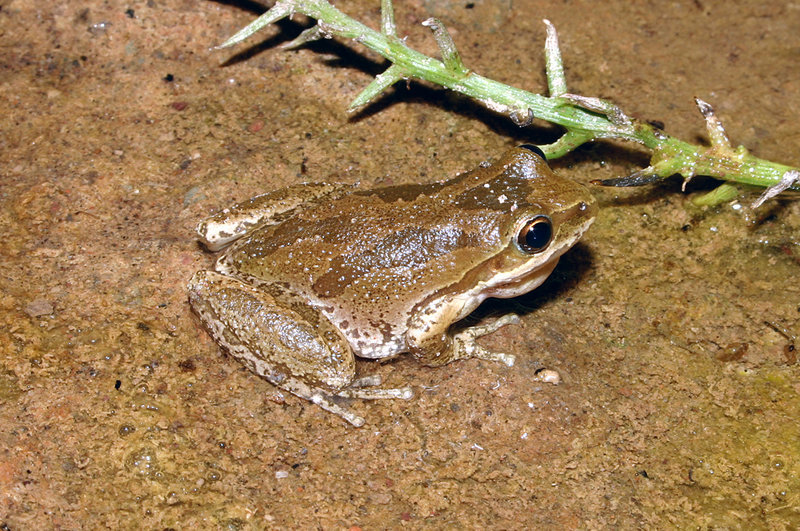 Image of Northern Pacific Treefrog