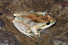 Image of Northern Pacific Treefrog