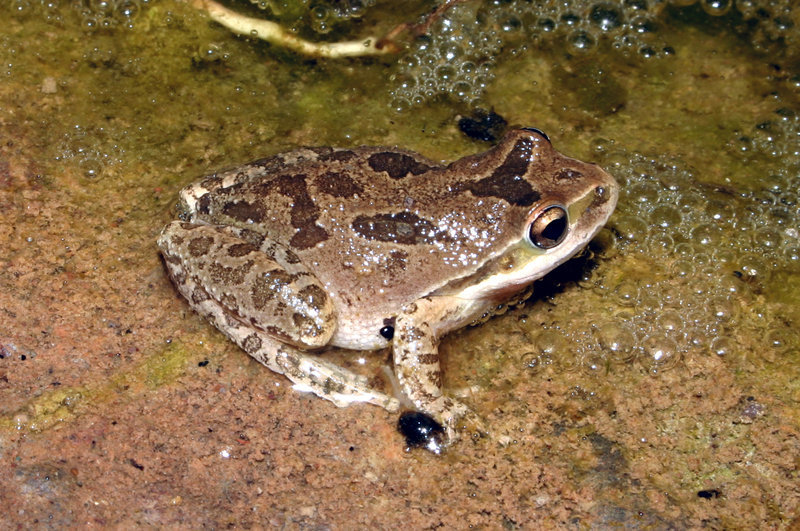 Image of Northern Pacific Treefrog