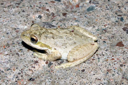 Image of Northern Pacific Treefrog