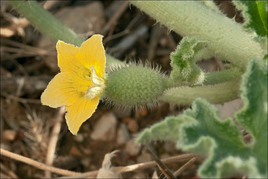 Image of Exploding Cucumber