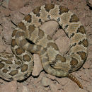 Image of Lower California Rattlesnake (furvus