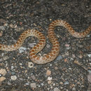 Image of Baja California Night Snake