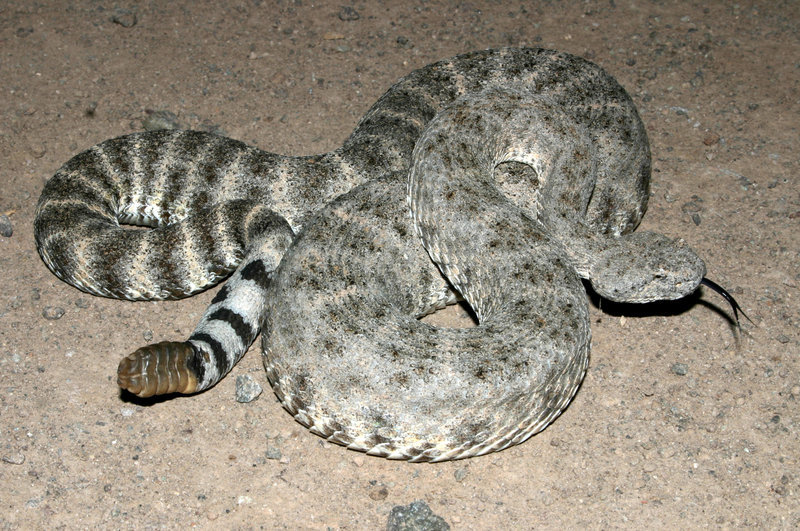 صورة Crotalus mitchellii (Cope 1861)