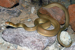 Image of Baja California Rat Snake