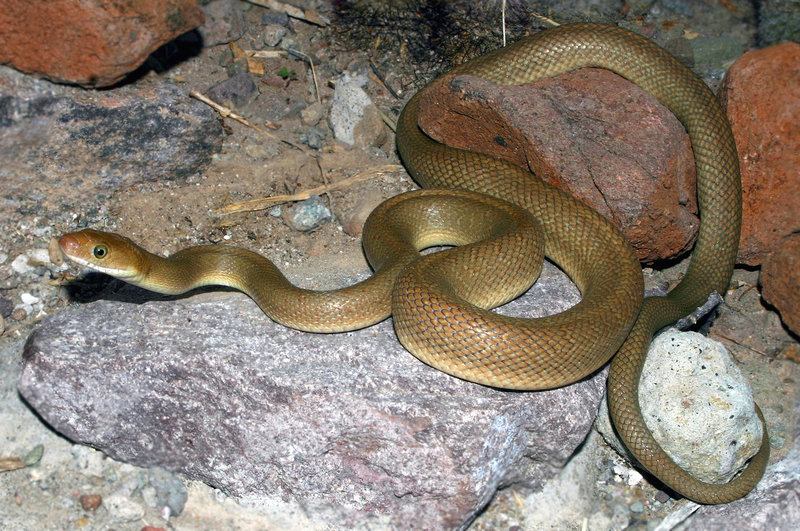 Image of Baja California Rat Snake