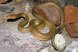 Image of Baja California Rat Snake