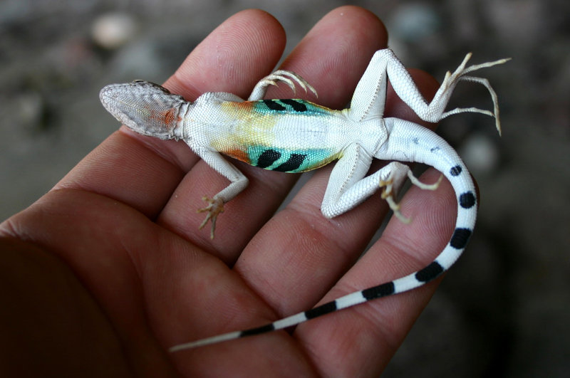 Image of Zebratail Lizard